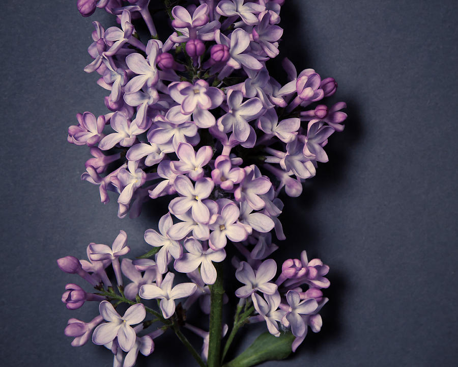 Lilac No. 10 by Allison Trentelman Lilac No. 10 by Allison Trentelman