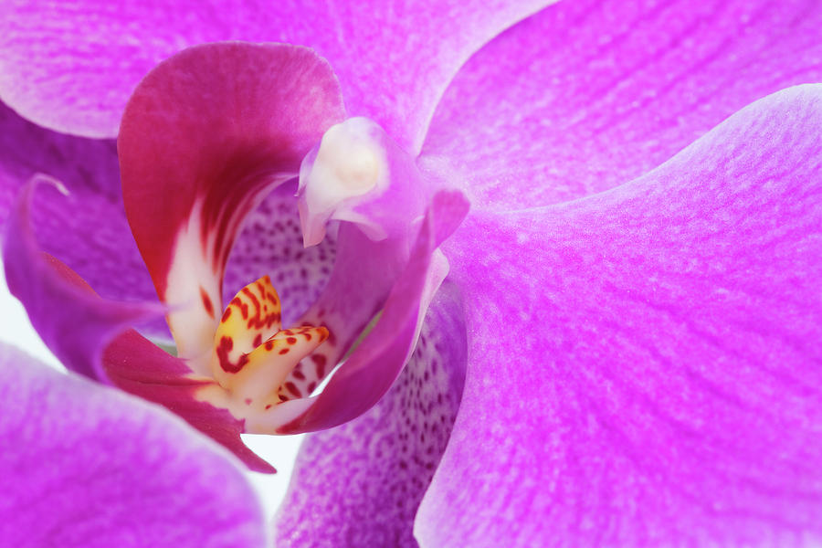 Lilac Orchid Photograph by Andrew Dernie
