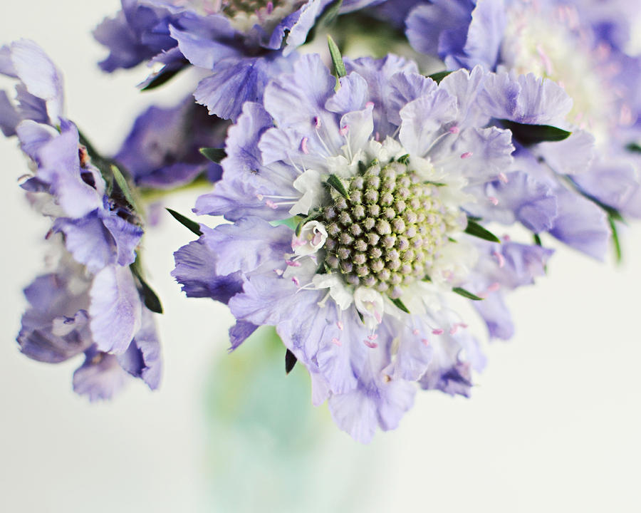 Lilac Scabiosa Photograph by Lupen Grainne
