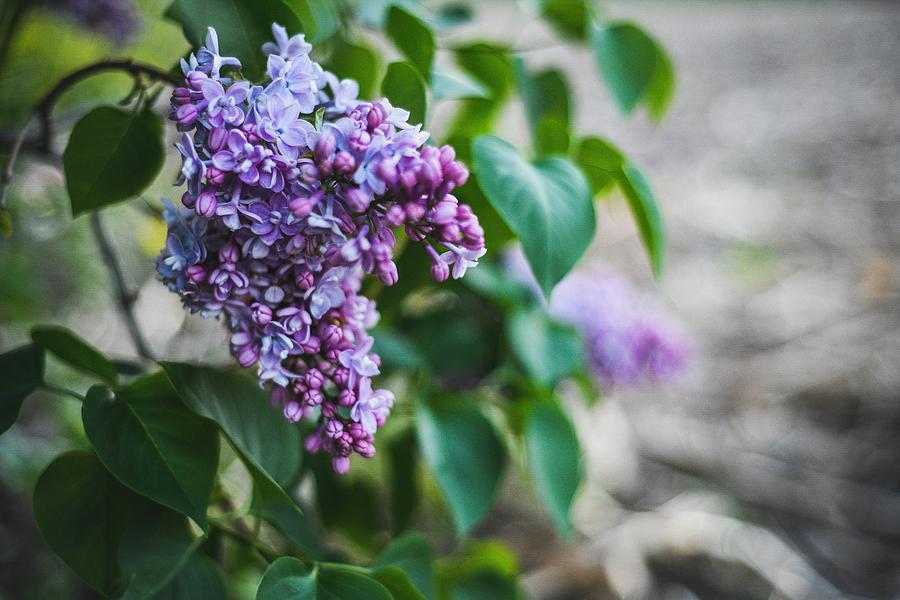 Nature Photograph - Lilac Season, 2019 by AR Duchene
