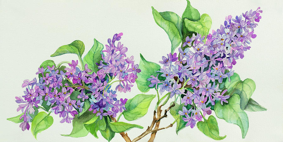 Lilacs Painting - Lilac Sprigs by Joanne Porter