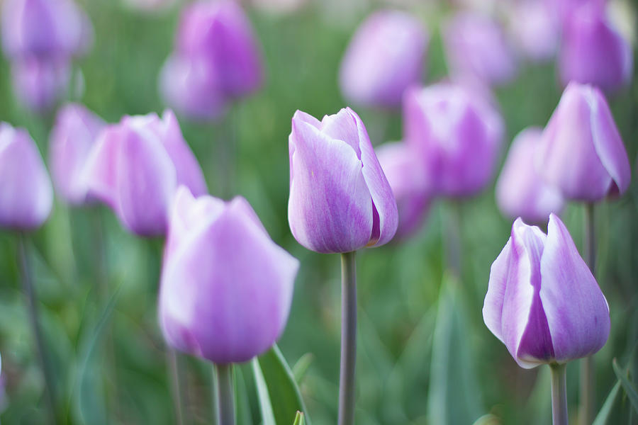 Lilac Tulips Photograph by Arata Photography