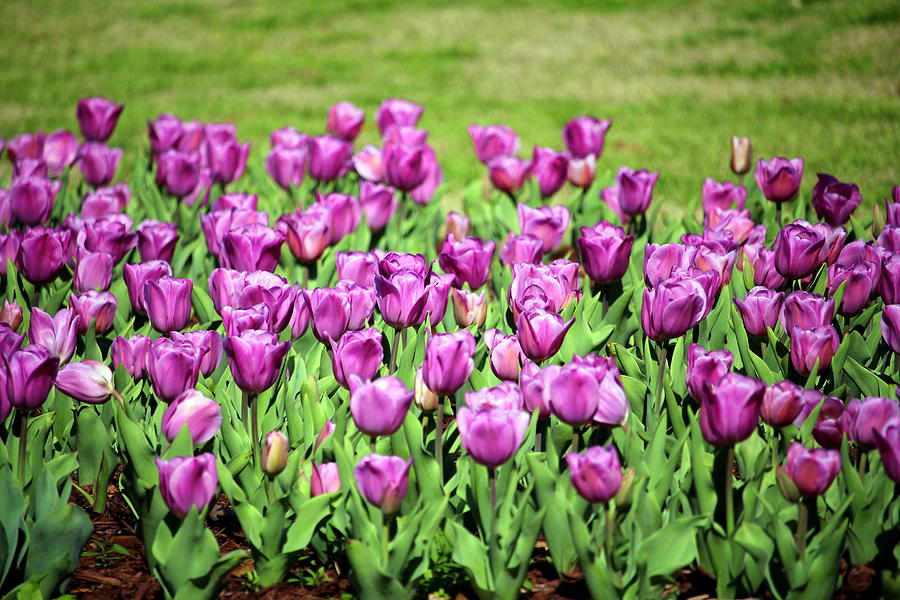 Lilac Tulips Photograph by Cynthia Guinn