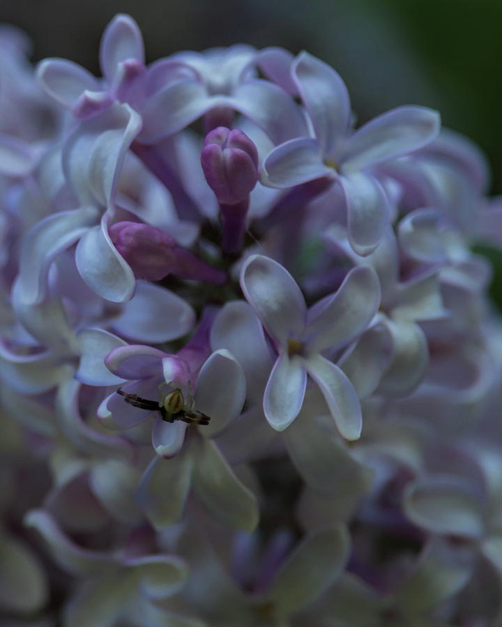 Lilacs And Crab Spider Photograph by Dale Kauzlaric