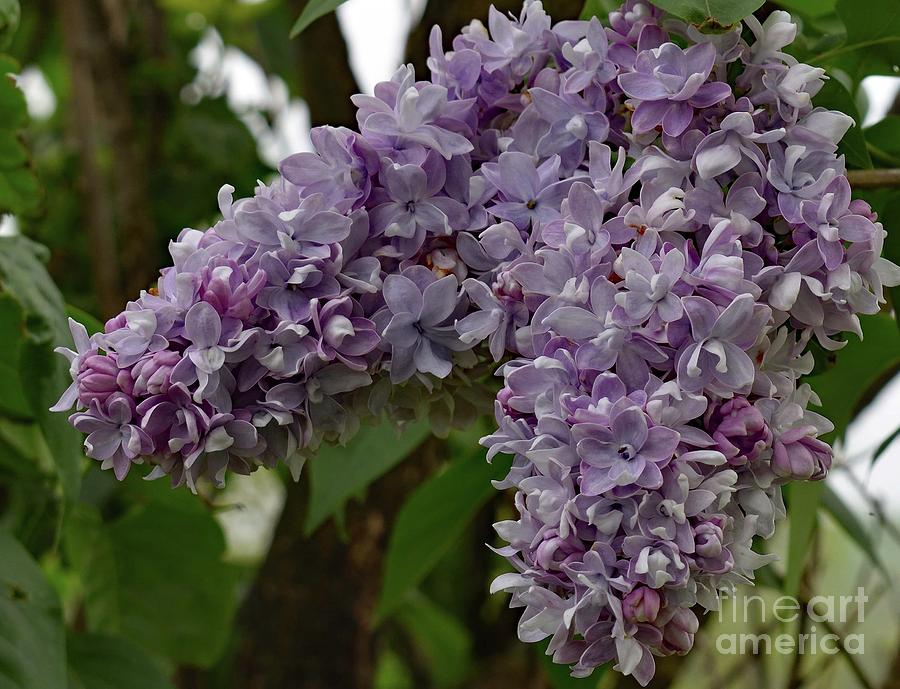 Lilacs Bring The Scent Of Spring Photograph