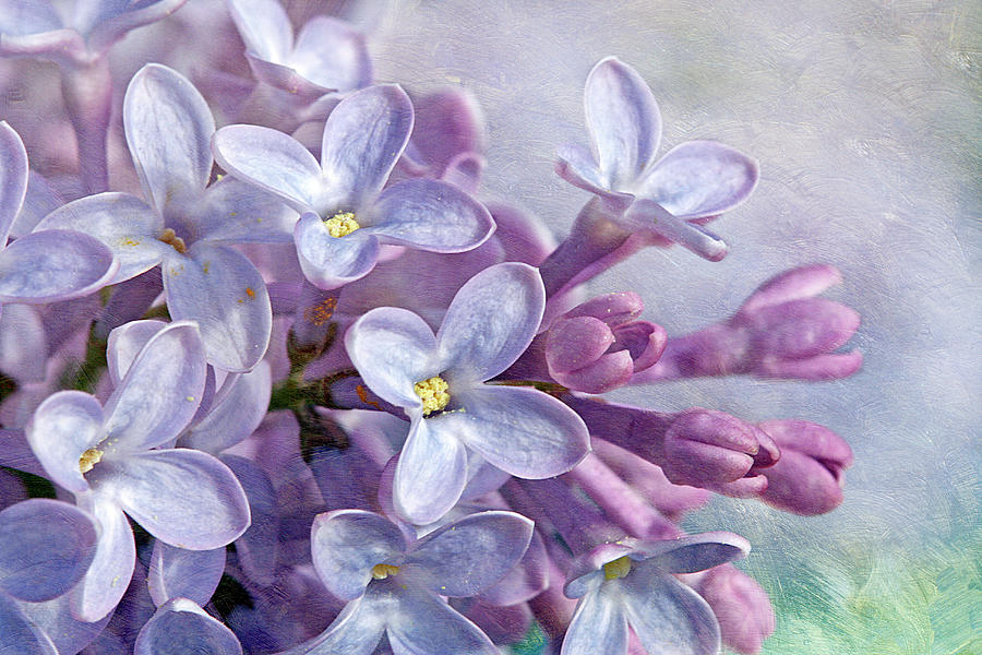 Lilacs Photograph by Cindi Ressler