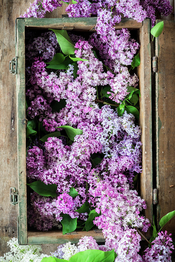 Lilacs In A Crate Photograph by Irina Meliukh