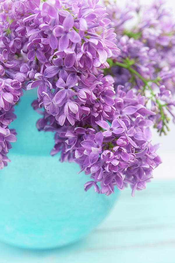 Spring Photograph - Lilacs In Blue Vase Iv by Cora Niele