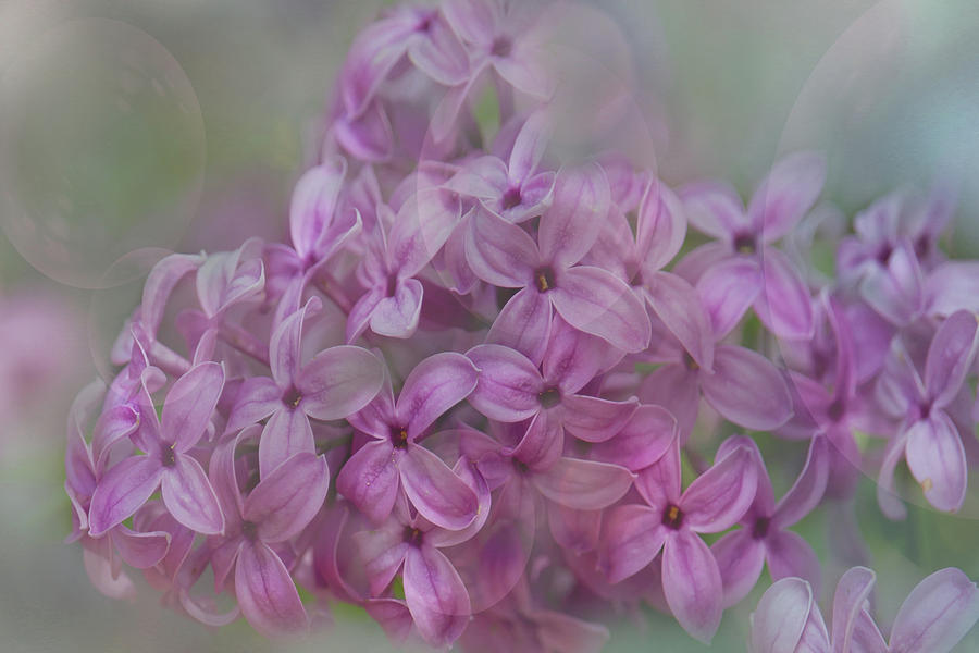 Lilacs in the Mist Photograph by Cheryl Day