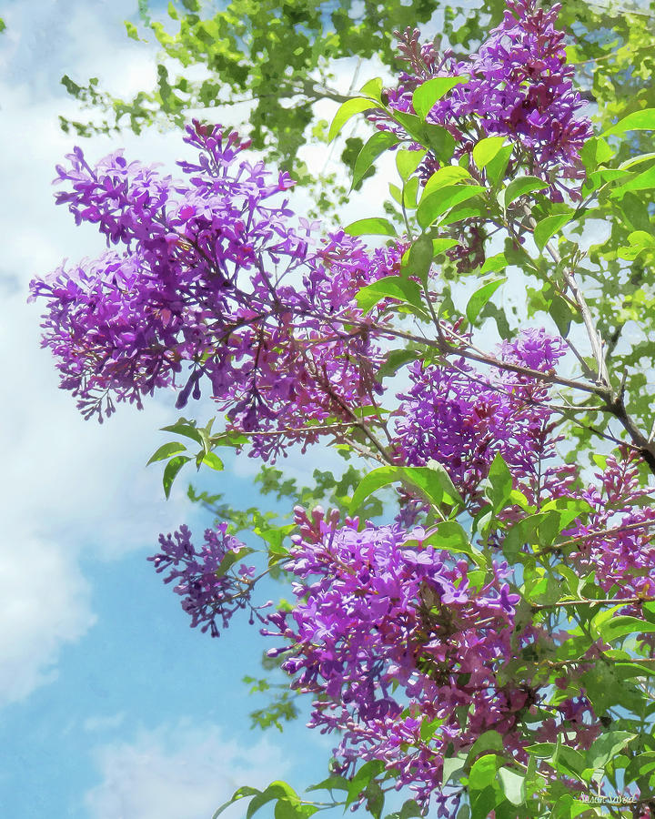  Lilacs on a Sunny Day Photograph by Susan Savad