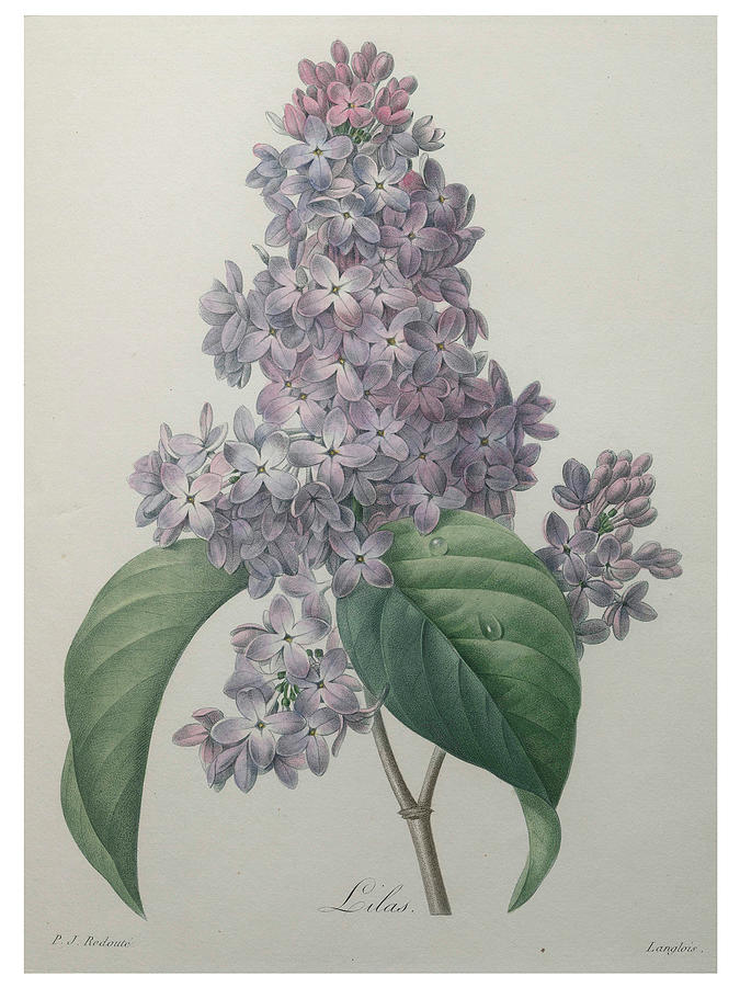 Lilacs Painting by Pierre-Joseph  Redoute