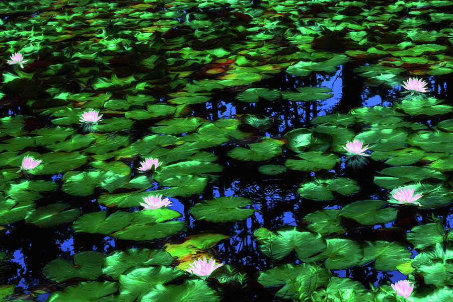 Landscape Digital Art - Lilies Aglow by Dan Carmichael