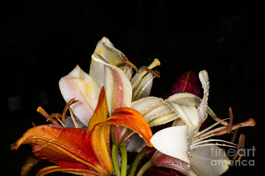 Gardening Photograph - Lilies In A Garden Macro by Victorkomissar Gardening Photograph - Lilies In A Garden Macro by Victorkomissar