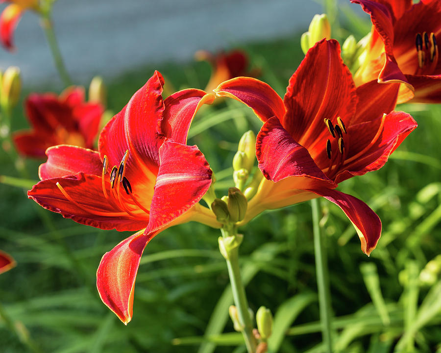 Lilies in Morning Light Photograph by Laurie Breton