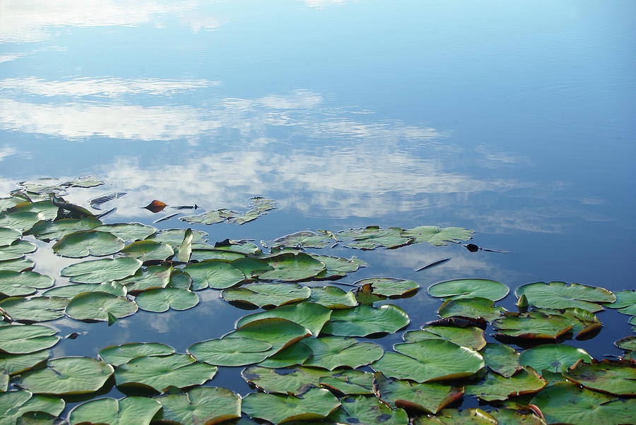 Lilies In Pond With Sky Reflection Photograph by Jaminwell