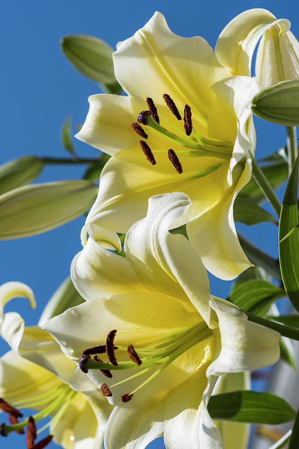 Lilies in the Sky Photograph by Robert Potts