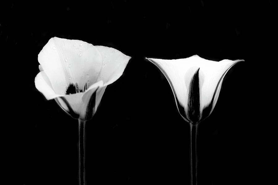 Lily Photograph - Lilies of the Wild by Tracie Fernandez