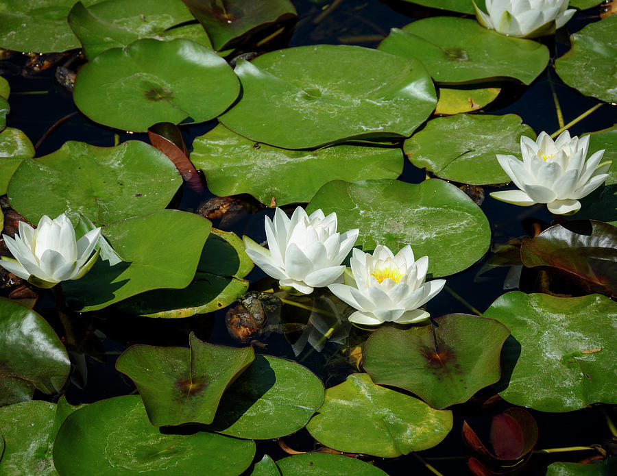Lilies on water by Jay Binkly Lilies on water by Jay Binkly