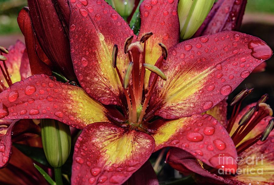 Lilies Special Beauty Is Unsurpassed Photograph by Cindy Treger