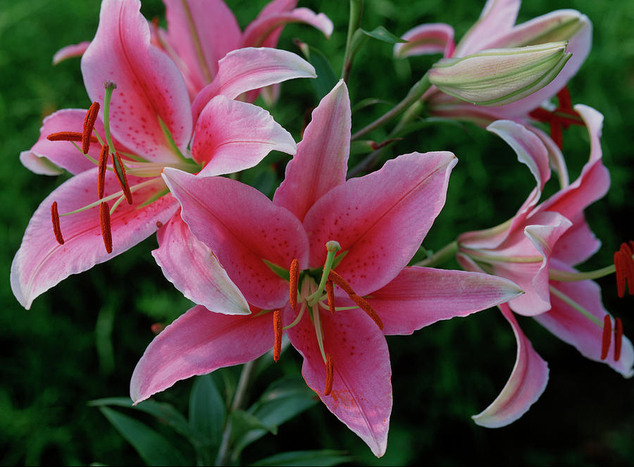 Lilium acapulco Up To 1, 2 Meters In Height, Fragrant Photograph by Friedrich Strauss