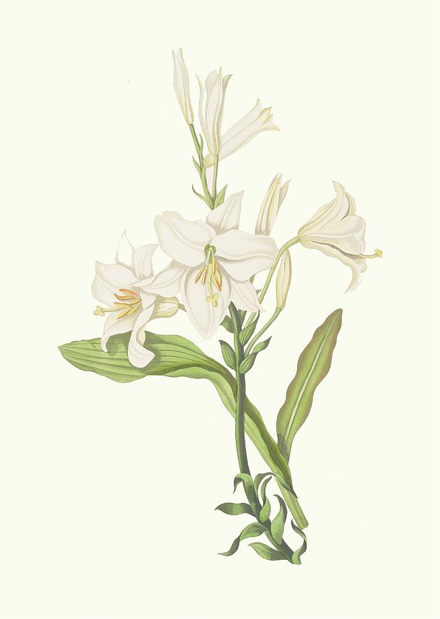 Lilium Candidum Painting by Priscilla Susan Bury - Fine Art America