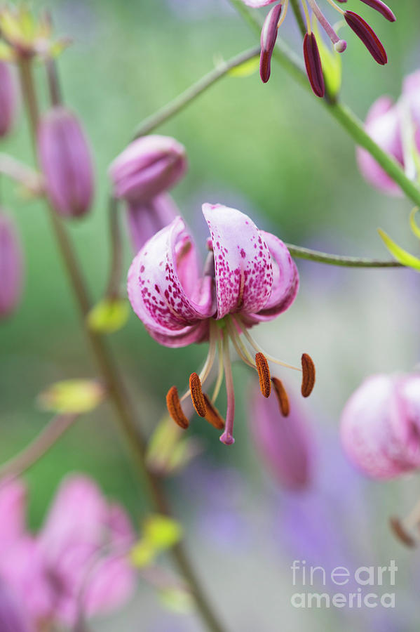 Lilium Martagon Flower Photograph by Tim Gainey