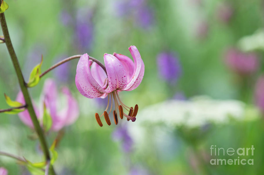 Lilium Martagon Flowering Photograph by Tim Gainey