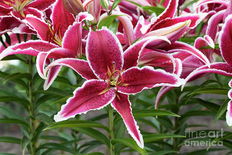 Lilium Red Eyes Photograph by Tim Gainey