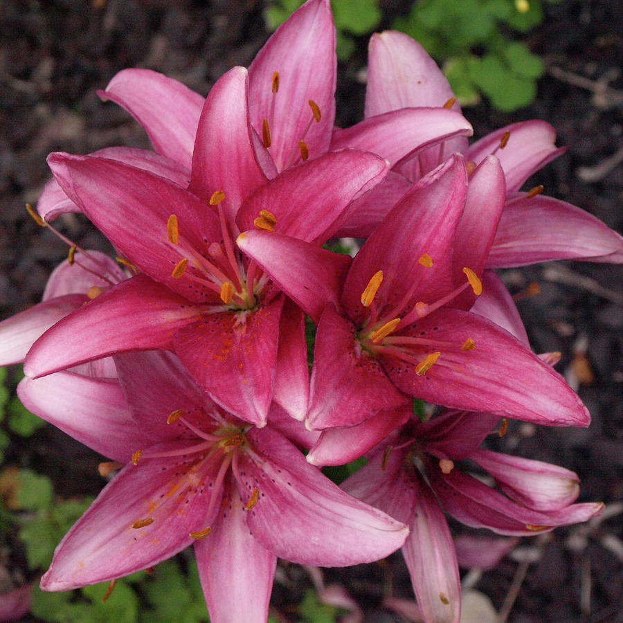 Lilixplosion 6 by Jeffrey Peterson Lilixplosion 6 by Jeffrey Peterson