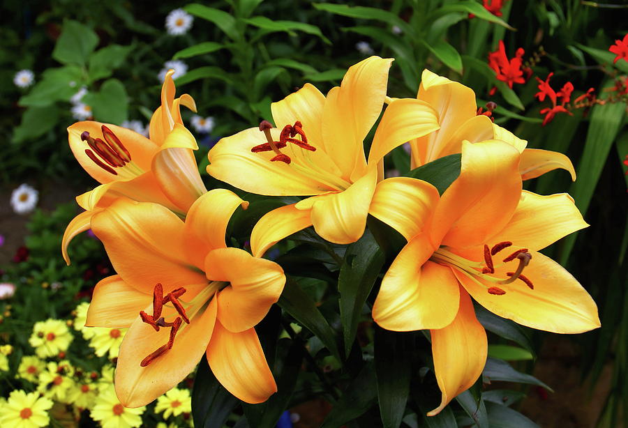 Lillies In The Garden Photograph by Jeff Townsend