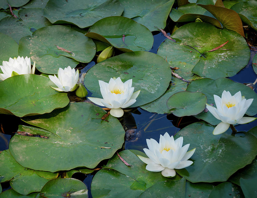 Lillies by Jay Binkly Lillies by Jay Binkly