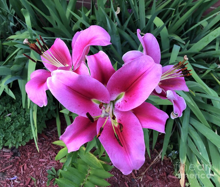 Lilliums In Bloom Photograph By Chris Dippel Fine Art America