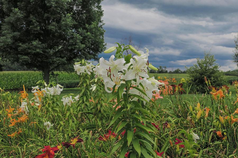 Lilly garden . by Rusty R Smith Lilly garden . by Rusty R Smith