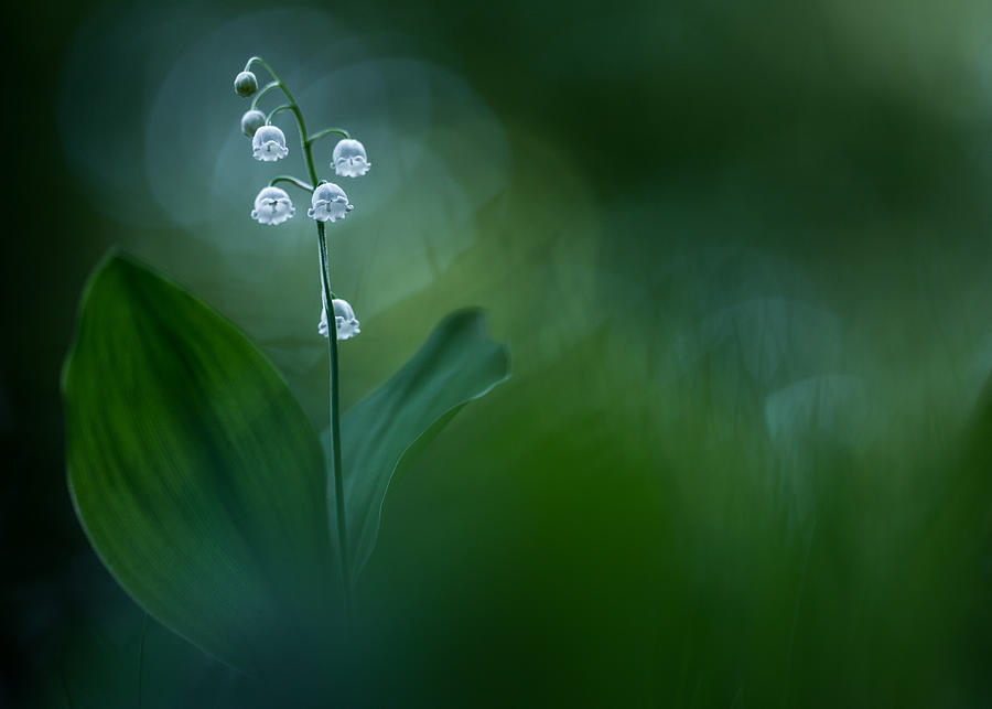 Lilly Of The Valley Photograph by Petra Dvorak