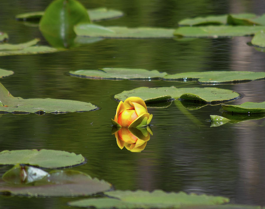 Lilly Pad Flower Photograph by Patrick Nowotny