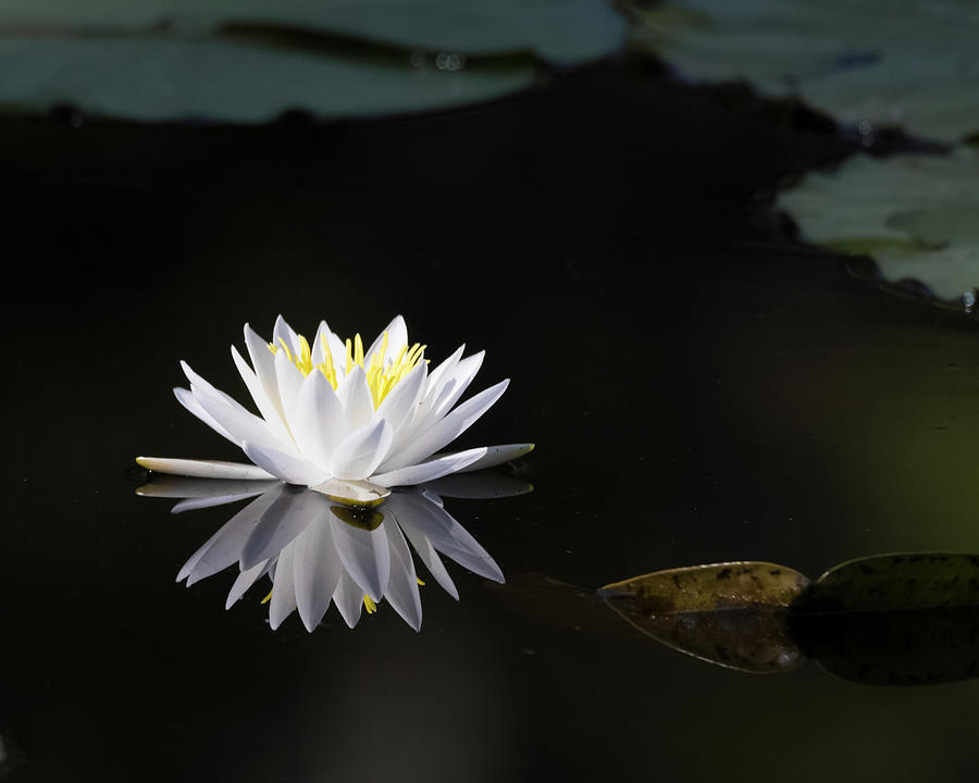 Lily White Photograph by Ray Silva