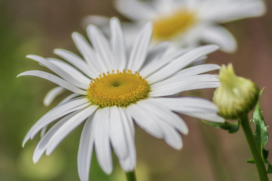 Lilly White by Ree Reid Lilly White by Ree Reid