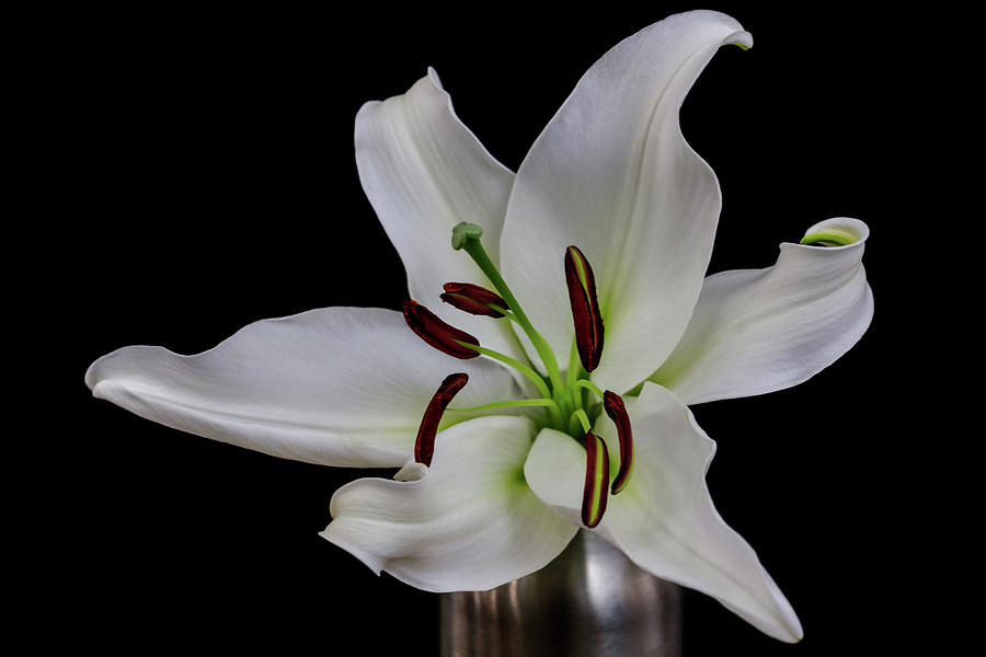 Lily 5613 Photograph by Pamela S Eaton-Ford
