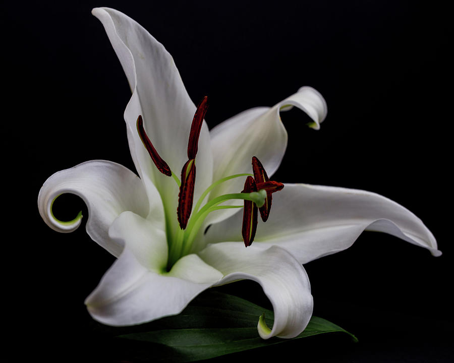 Lily 5750 Photograph by Pamela S Eaton-Ford