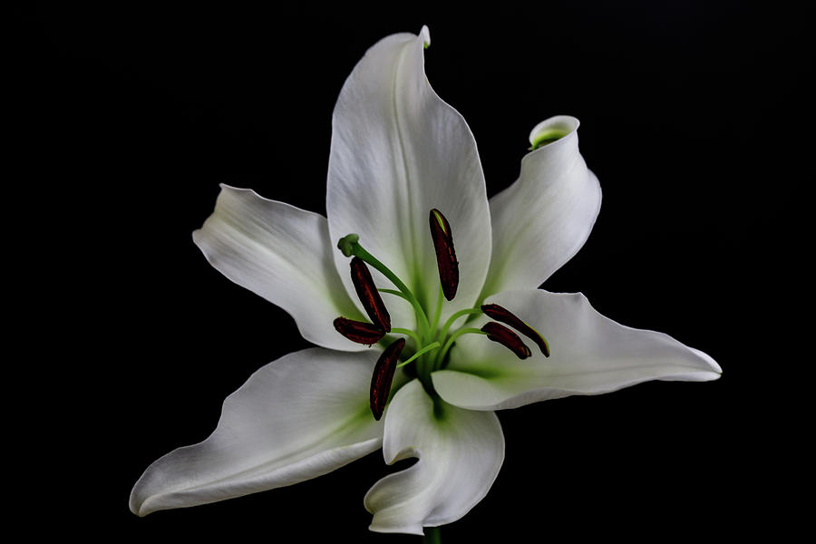 Lily 5791 Photograph by Pamela S Eaton-Ford