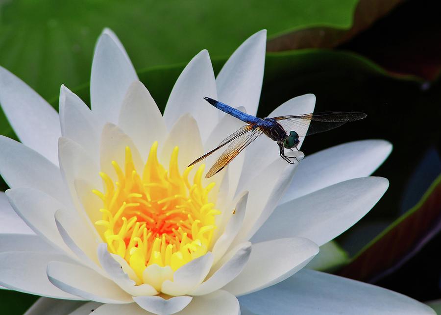 Lily and Dragonfly Photograph by Wesley Elsberry
