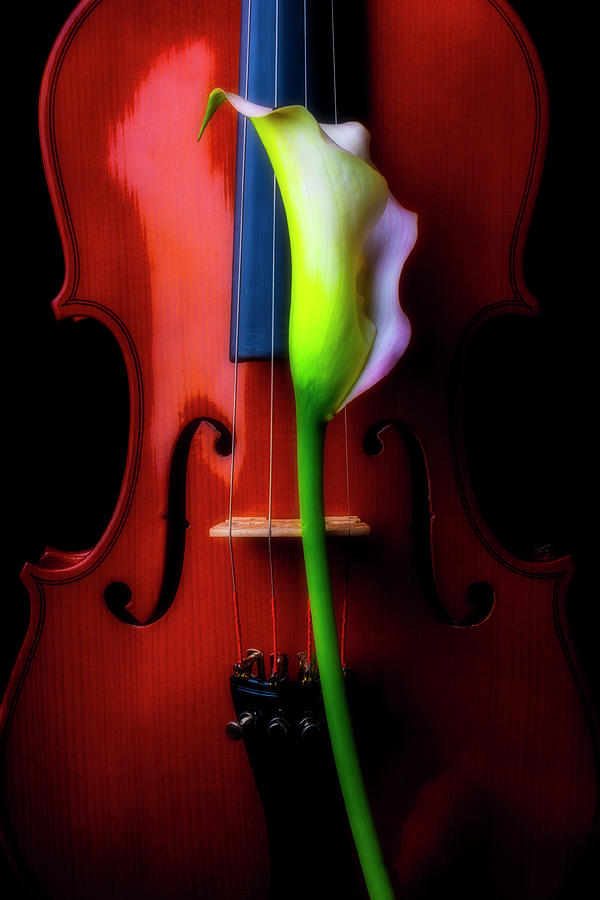 Lily And Violin Photograph by Garry Gay