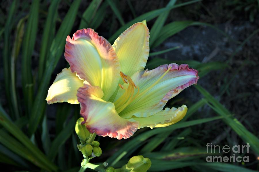 Lily At Dawn Photograph