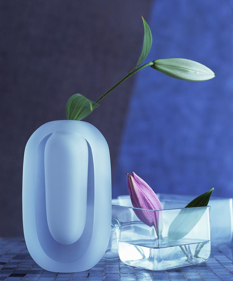Lily Buds In Square And Oval Vases Made From Matt And Clear Glass Photograph by Matteo Manduzio