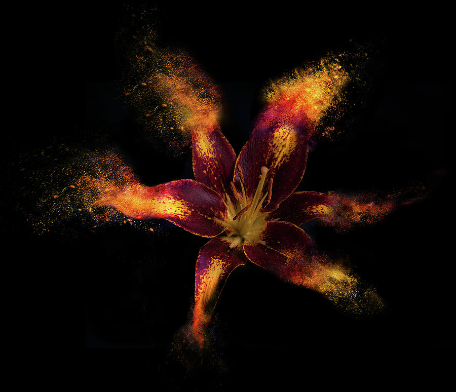 Nature Mixed Media - Lily Burst by Lori Hutchison