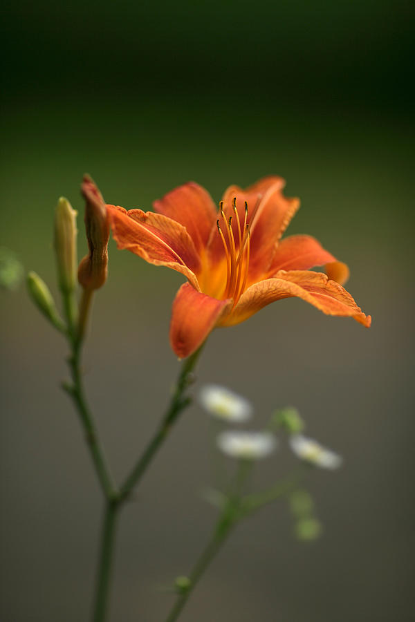Lily Flower Photograph by Dmitry Stepanov