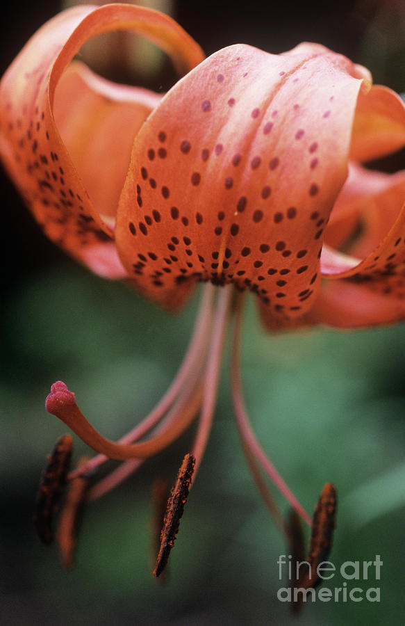 Nature Photograph - Lily Flower (lilium minos) by Jane Sugarman/science Photo Library