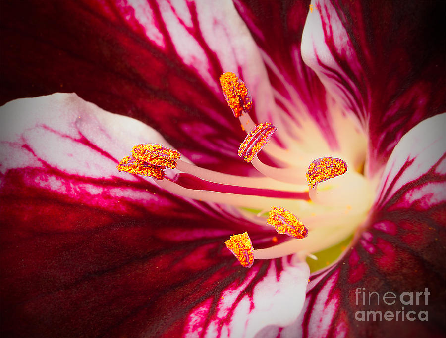 Big Photograph - Lily Flower Stamen Close by Dancestrokes Big Photograph - Lily Flower Stamen Close by Dancestrokes