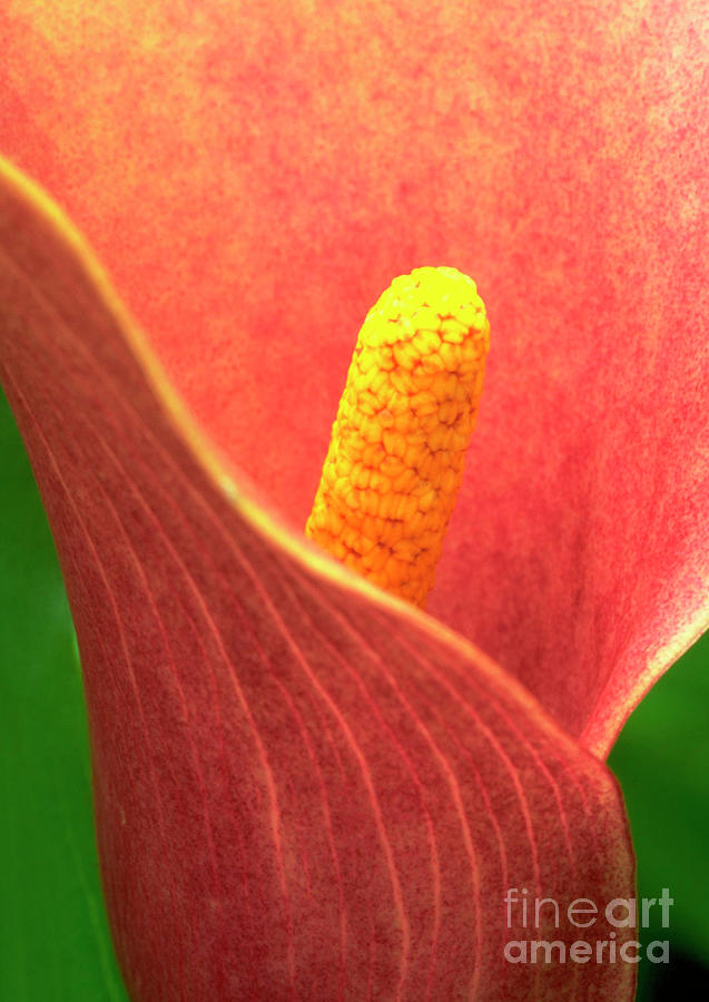 Lily Flower. Photograph by Steve Taylor/science Photo Library