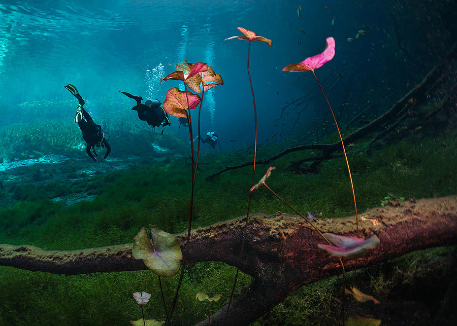 Lily Flowers  (under Water) Photograph by Jennifer Lu